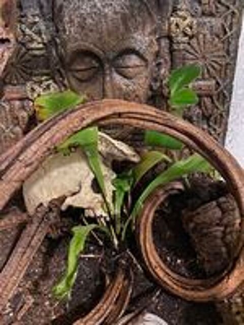   Gecko à crête mâle  