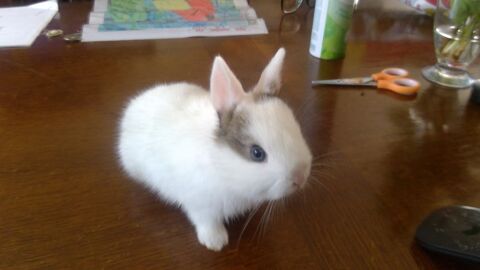 LAPIN NAIN 15 46700 Duravel