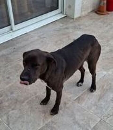   Chien BOUNTY à l adoption 