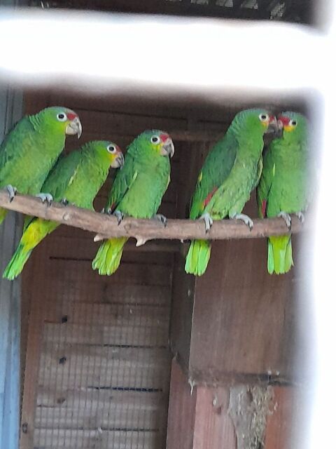 Perroquet amazone &agrave; front rouge 400 24290 Thonac