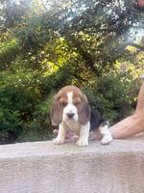   Chiots beagle lof à réserver  