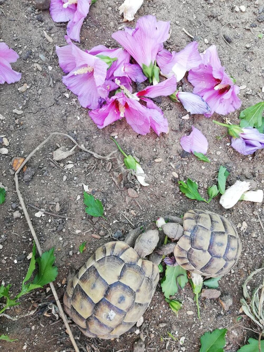   Tortues Grecques 