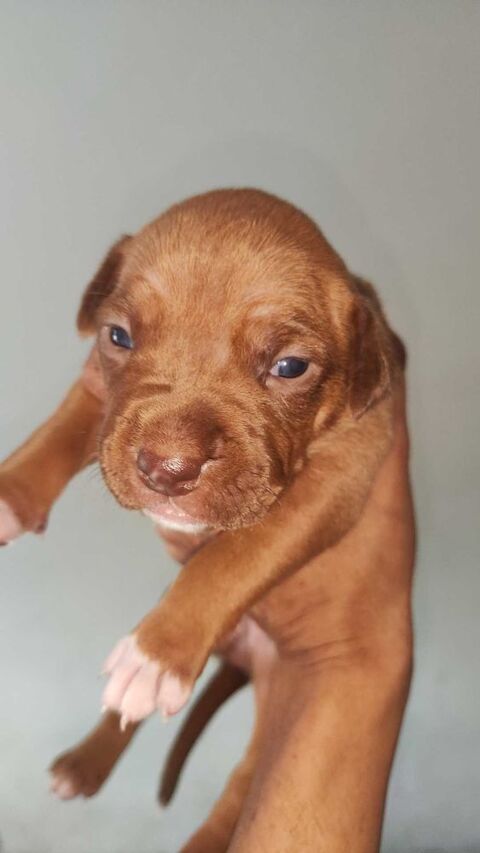 chiots Red nose et staff 1 mois Pantin (93)
