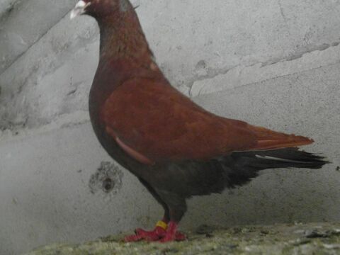 pigeons carneaux nés en 2024. des rouges et des blancs. 20 18100 Vierzon