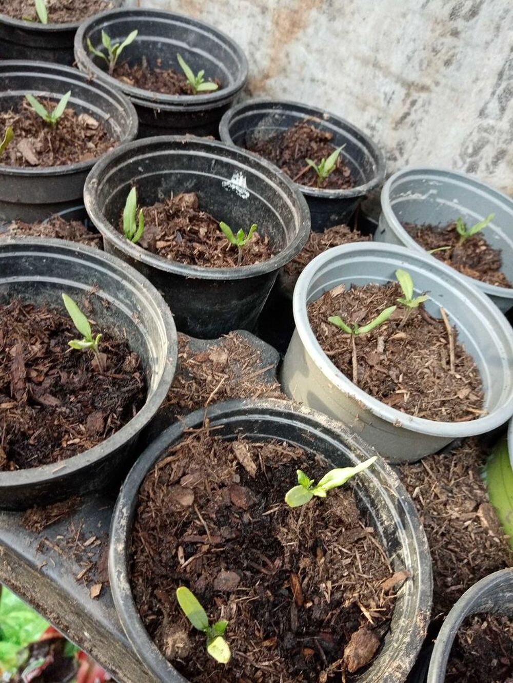 plants legumes. Jardin