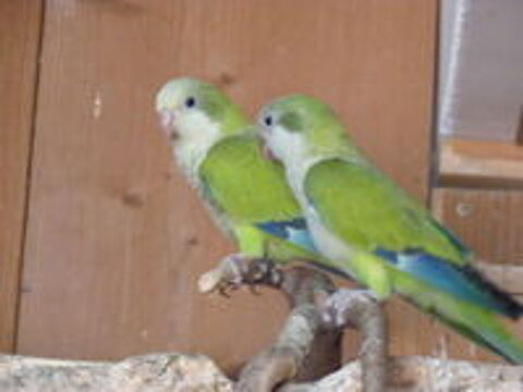   conures veuves / perruches souris / perruche moine / quakers 