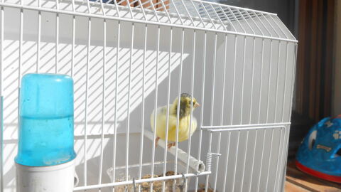 canaris fiffe fancy mâle 25 77290 Mitry-mory