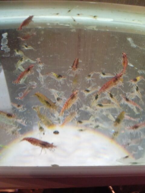 Crevettes Red Cherry dclasses 68200 Mulhouse