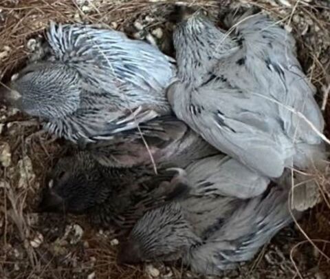 Padda de java en mutation 20 24000 P�rigueux