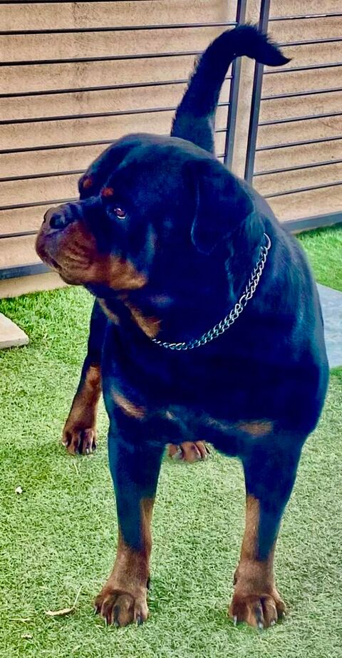 Magnifiques chiots rottweiler 1500 34480 Magalas