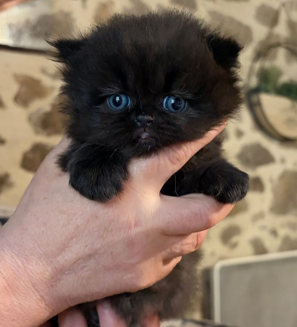   Chaton persan  