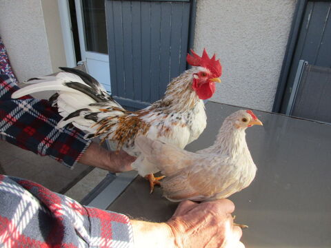 poules serama 45 21310 B�ze