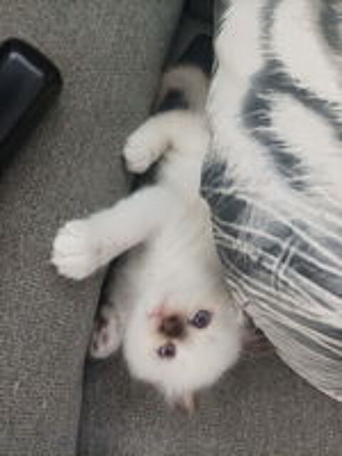   Chaton sacré de Birmanie non loof 