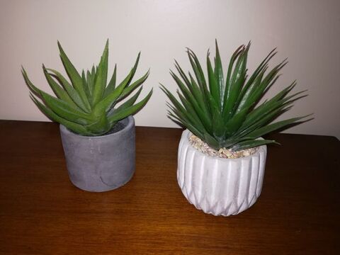Plantes Maison du Monde 10 Orléans (45)