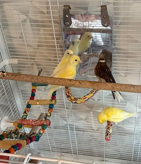 Canaris m&acirc;les 6 mois  30 59150 Wattrelos