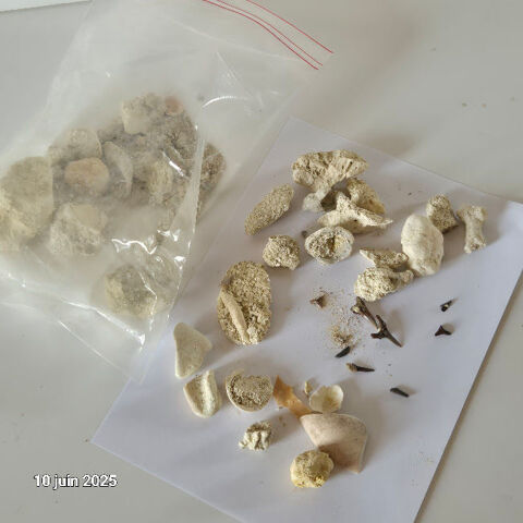 des coquillages de notre plante, du corail, des dents de re 60 Saumur (49)