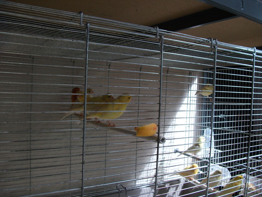   cede canaris 