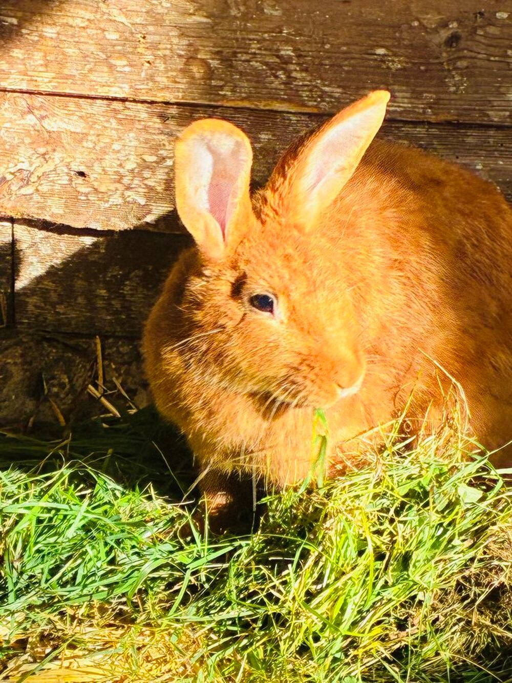   Lapin fauve de bourgogne 