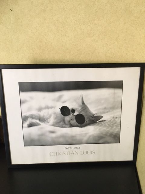 CADRE PHOTO CHAT A LUNETTE 15 Saint-Maur-des-Foss�s (94)