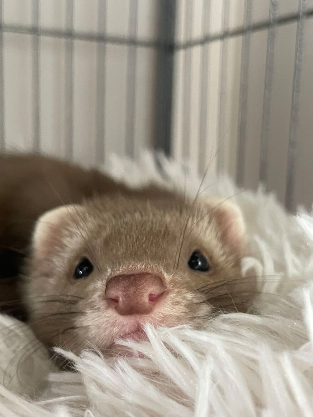   Simba et Nala, deux adorables furets 