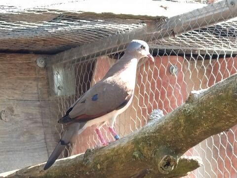 Colombe amethystine 60 17430 Champdolent