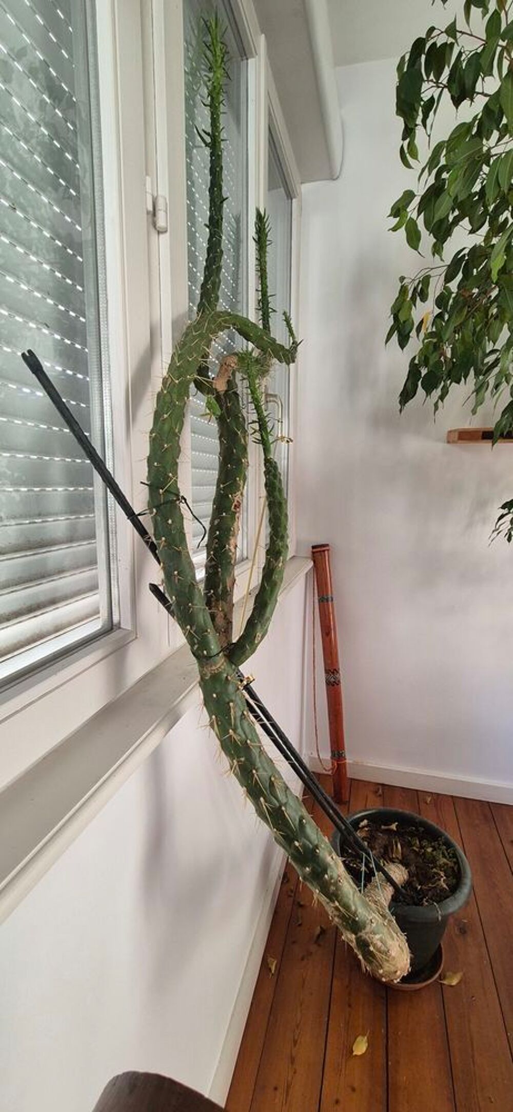 cactus &agrave; la forme extraordinaire Jardin