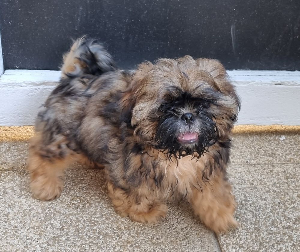  Chiots shih tzu lof 