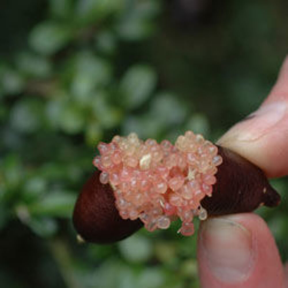 Agrume buissonnant cultiv&eacute; sur treille Citronnier 'Caviar' Jardin