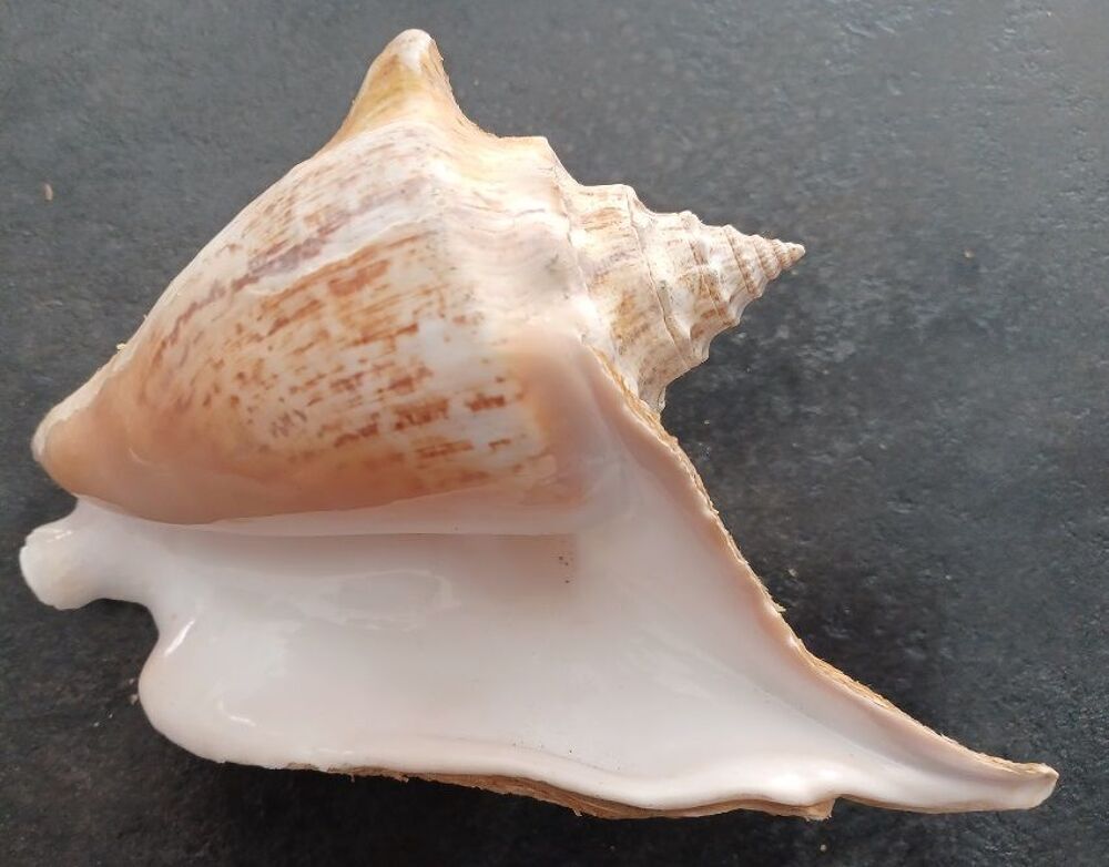 Coquillage Strombus Gigas ? Conque 