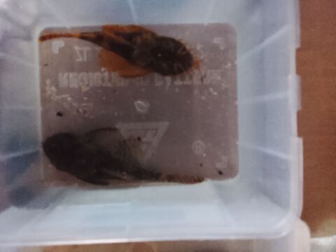 Ancitrus nettoyeur brun 15 57500 Saint-avold