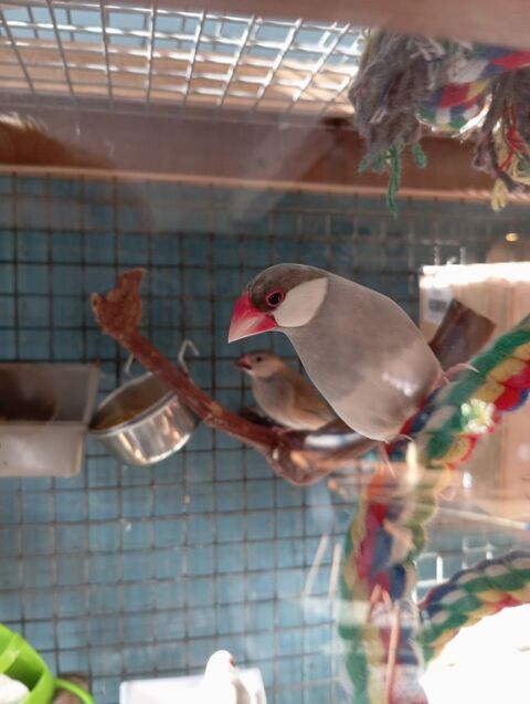 Oiseaux paddas sevr&eacute;s 
20 31120 Lacroix-falgarde