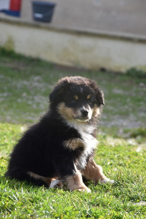 Magnifique chiot berger am&eacute;ricain miniature 1800 12290 Le vibal