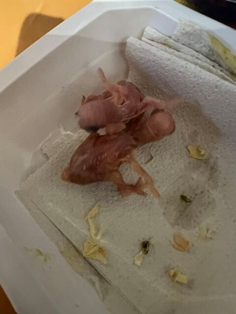 Perruche &agrave; collier eam 180 82200 Moissac