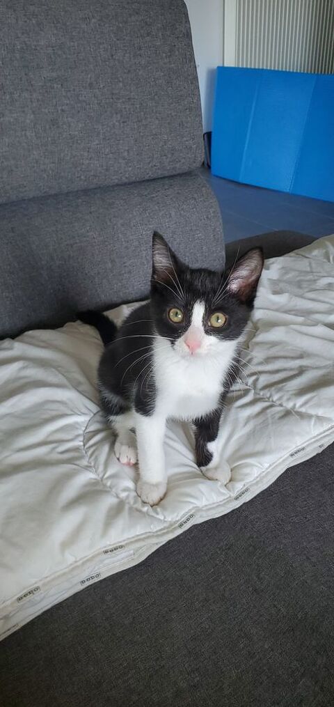 Garde d'animaux 0 34620 Puisserguier