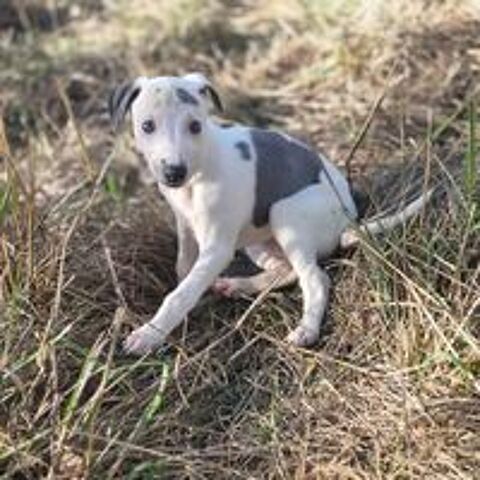   petit chiot whippet 