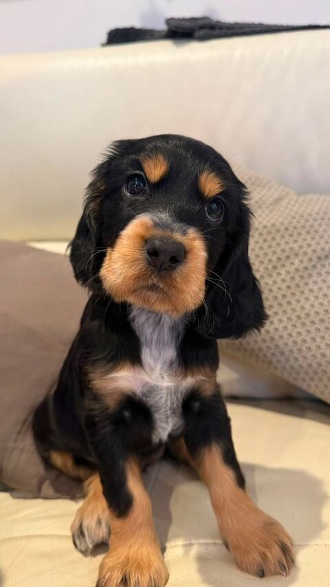 chiot cocker anglais 1000 37390 Notre-dame-d'oé