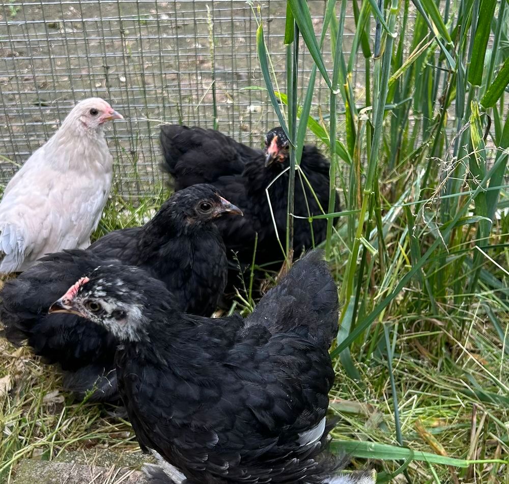   Poules Pékin 
