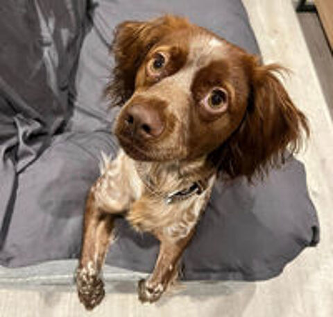   Laya, sublime pagneul breton  