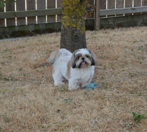 Jeune shih tzu m&acirc;le 400 85250 Saint-andré-goule-d'oie