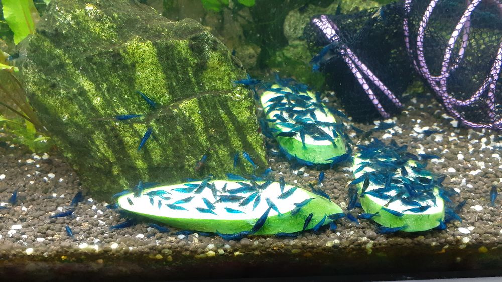   Crevettes Blue Velvet 