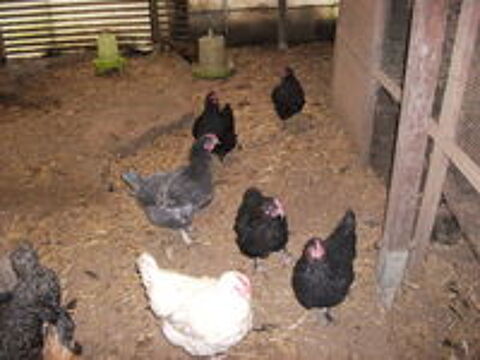   un lot de 14 poules pondeuses 