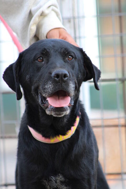 PIN, Le calme, la tendresse , la douceur réunis ... 315 24140 Douville