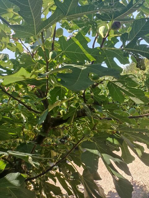 Figuiers de varit grosses figues mauves parfumes. 14 Villars-les-Dombes (01)