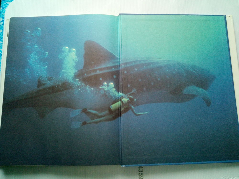 Livre Les Requins BORDAS Livres et BD