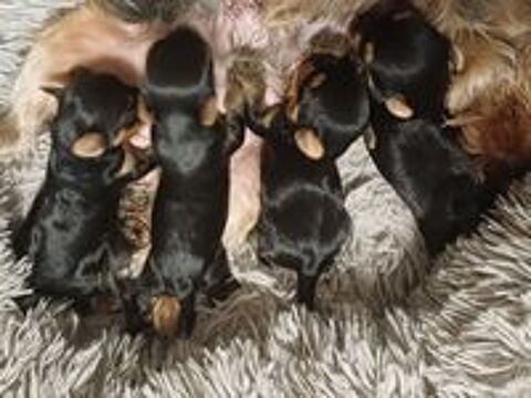   Bébés yorkshire 