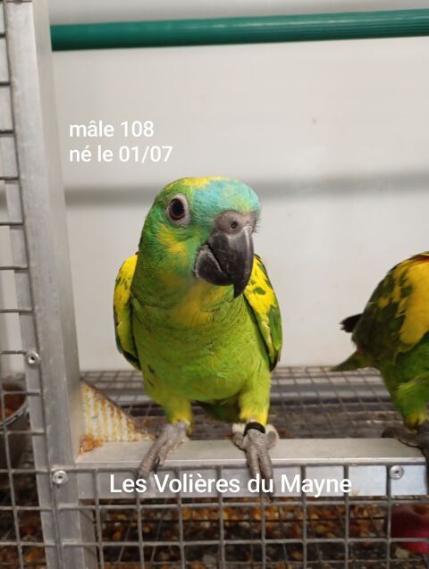 Jeunes perroquets Amazones &agrave; front bleu m&acirc;les 2025 850 47430 Caumont-sur-garonne