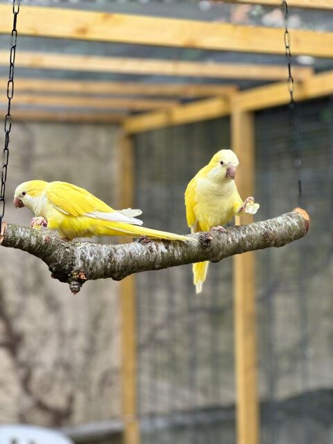 Perruche souris 145 94320 Thiais