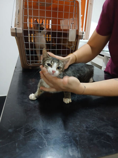 A L'ADOPTION BANDIT ET MYSTIC 0 75018 Paris