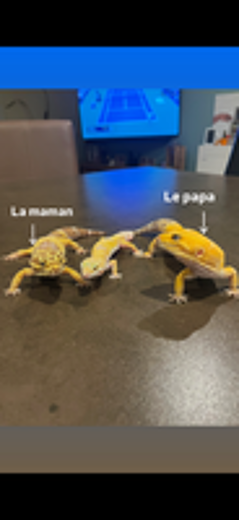   Gecko léopard  