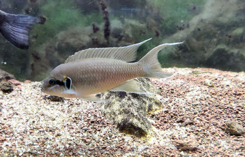  Lot complet de Cichlidés Tanganyika / Malawi adultes 250 14000 Caen